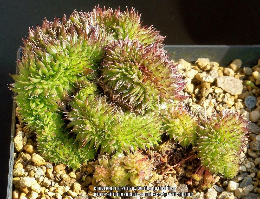 Photo of Hen and Chicks (Sempervivum 'Dippy Dame') uploaded by turini