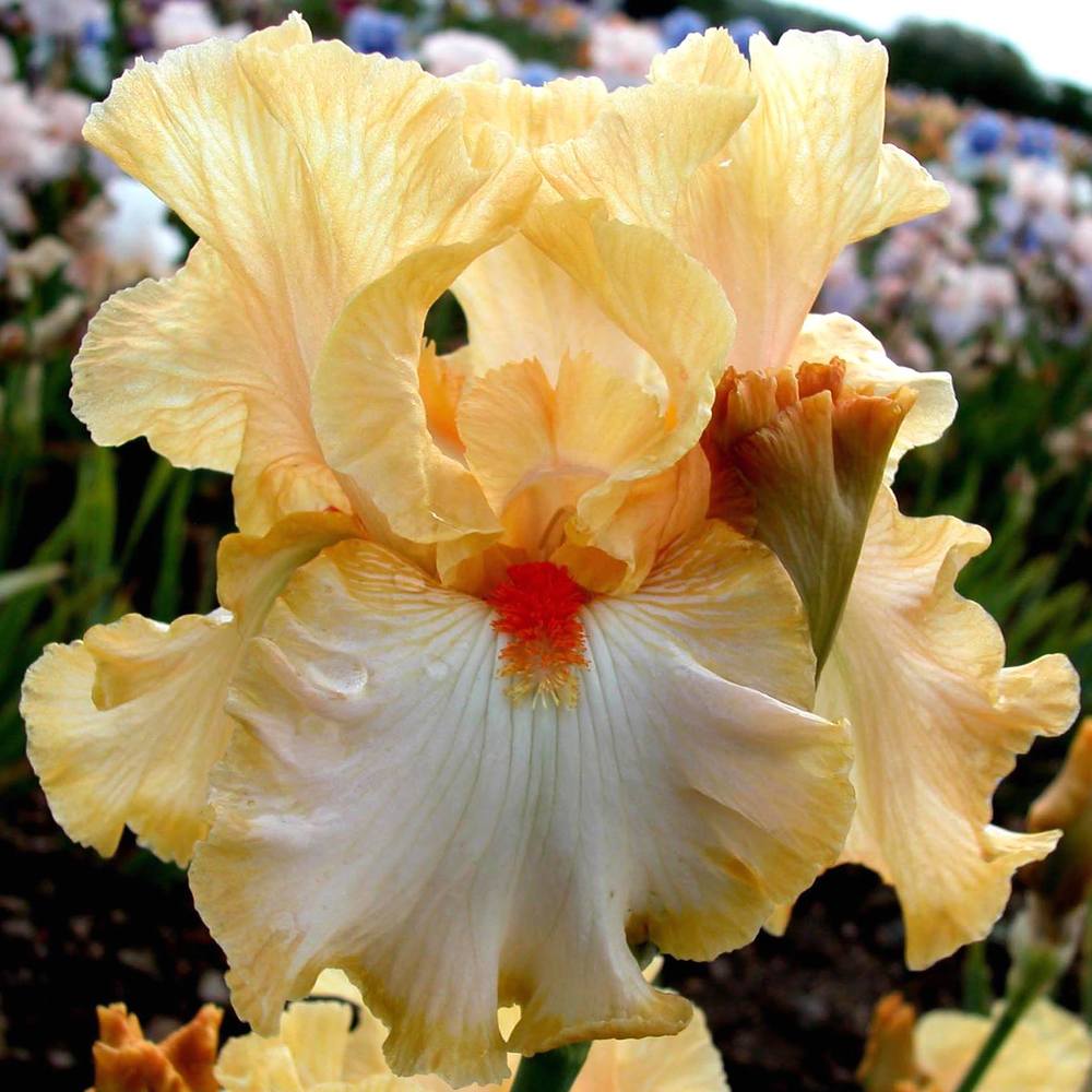 Photo of Tall Bearded Iris (Iris 'Champagne Waltz') uploaded by Misawa77