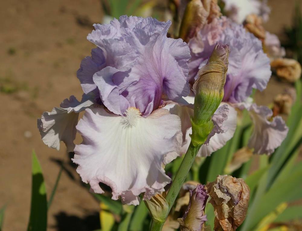 Photo of Tall Bearded Iris (Iris 'Dearie') uploaded by Misawa77