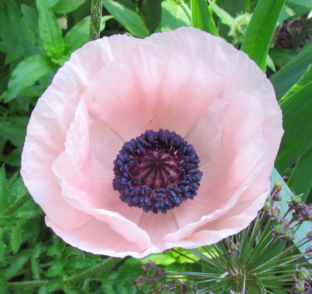 Photo of Oriental Poppy (Papaver orientale 'Princess Victoria Louise') uploaded by greenthumb99