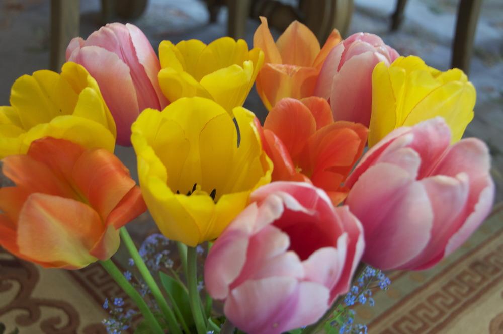 Photo of Tulips (Tulipa) uploaded by Fleur569