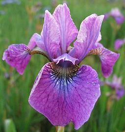 Photo of Siberian Iris (Iris 'Rose Quest') uploaded by Joy