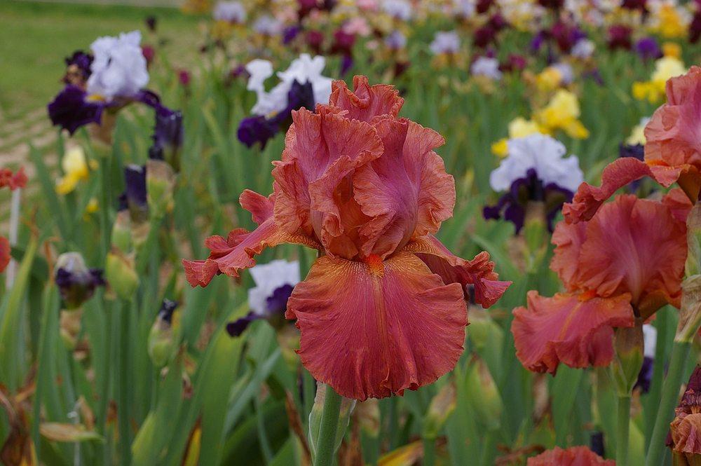 Photo of Tall Bearded Iris (Iris 'Sorbet Fraise') uploaded by Misawa77