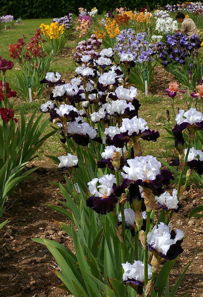 Photo of Tall Bearded Iris (Iris 'Domino Noir') uploaded by Misawa77