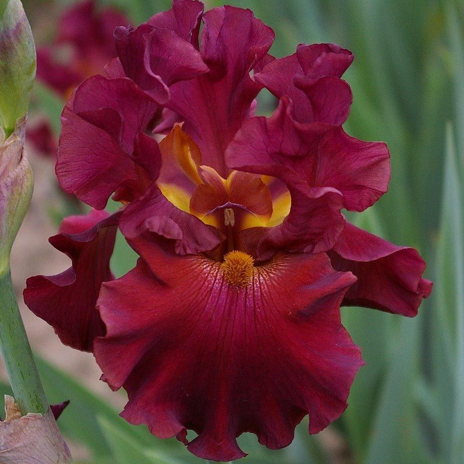 Photo of Tall Bearded Iris (Iris 'Rip City') uploaded by Misawa77