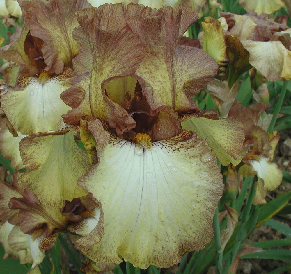 Photo of Tall Bearded Iris (Iris 'Patina') uploaded by Misawa77