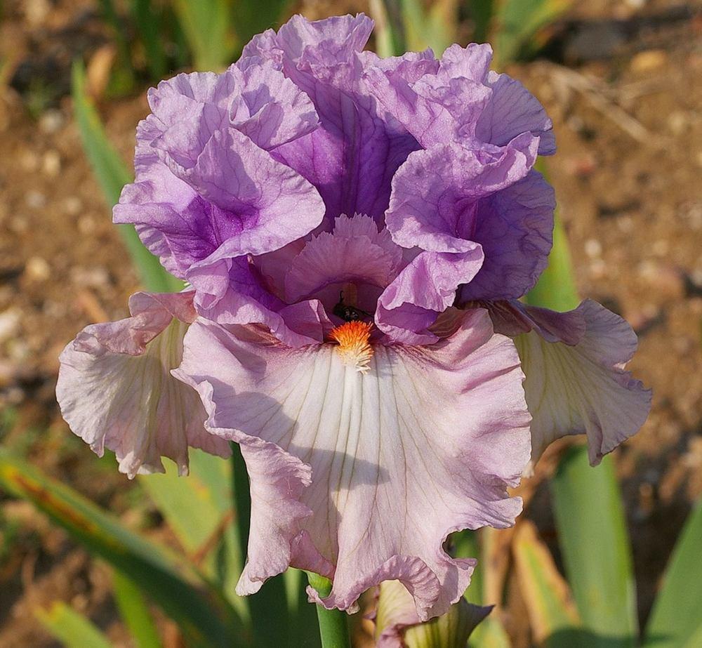 Photo of Tall Bearded Iris (Iris 'Modern Woman') uploaded by Misawa77