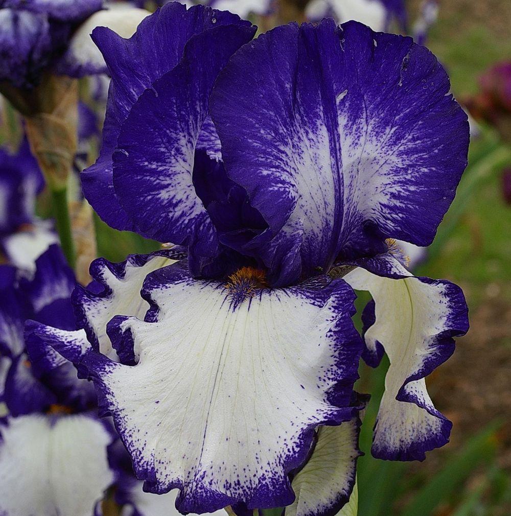 Photo of Tall Bearded Iris (Iris 'Rare Quality') uploaded by Misawa77