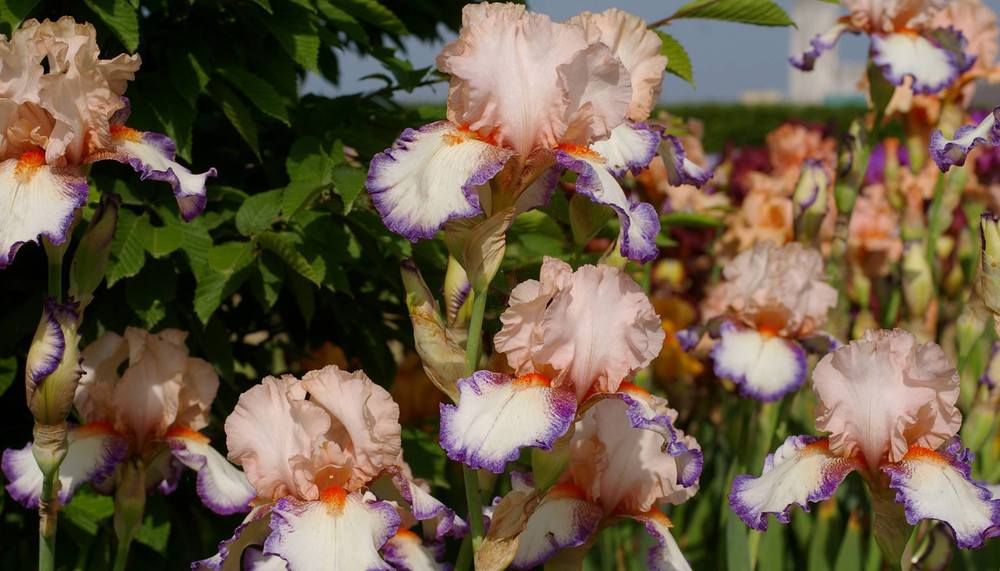 Photo of Tall Bearded Iris (Iris 'Lumarco') uploaded by Misawa77