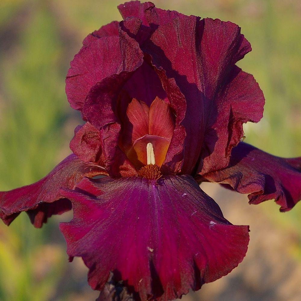 Photo of Tall Bearded Iris (Iris 'Hot Spiced Wine') uploaded by Misawa77