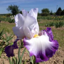 Location: Poilly-Lez-Gien France
"Photo courtesy of Cayeux Iris. Used with permission."