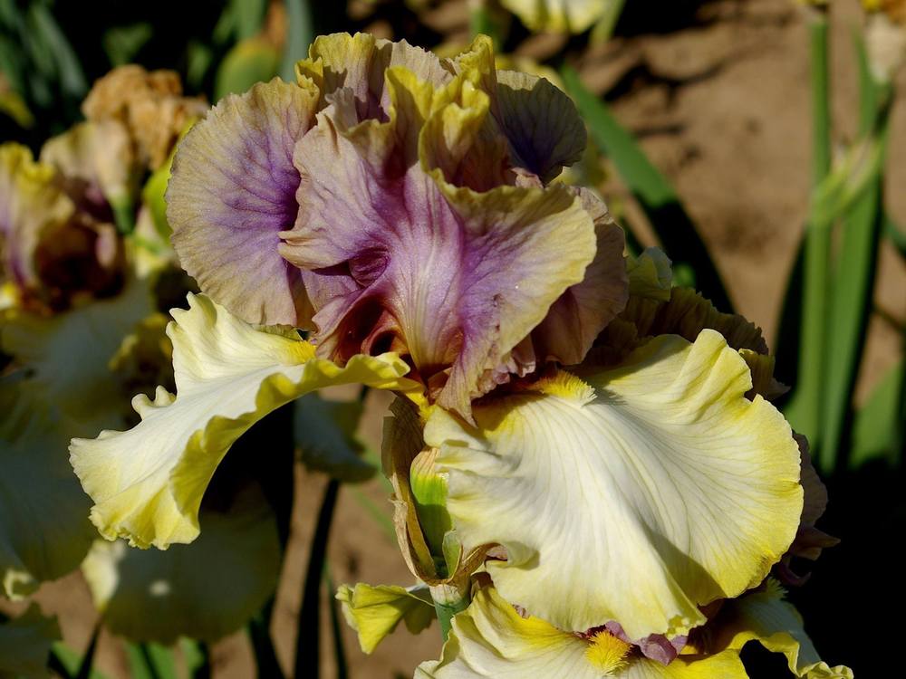Photo of Tall Bearded Iris (Iris 'Mysterious Ways') uploaded by Misawa77