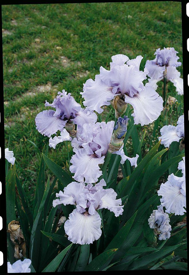 Photo of Tall Bearded Iris (Iris 'Silverado') uploaded by Misawa77