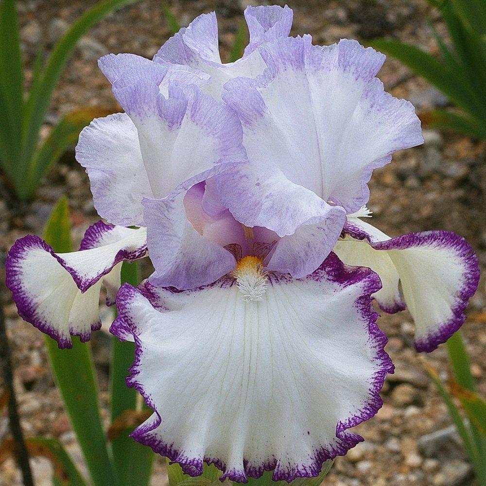 Photo of Tall Bearded Iris (Iris 'Petticoat Shuffle') uploaded by Misawa77