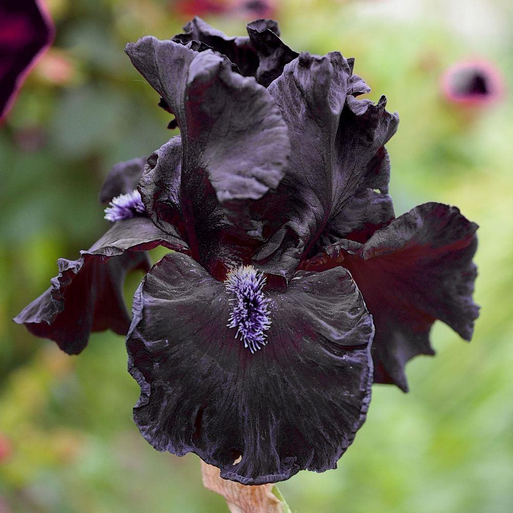 Photo of Tall Bearded Iris (Iris 'Obsidian') uploaded by Misawa77