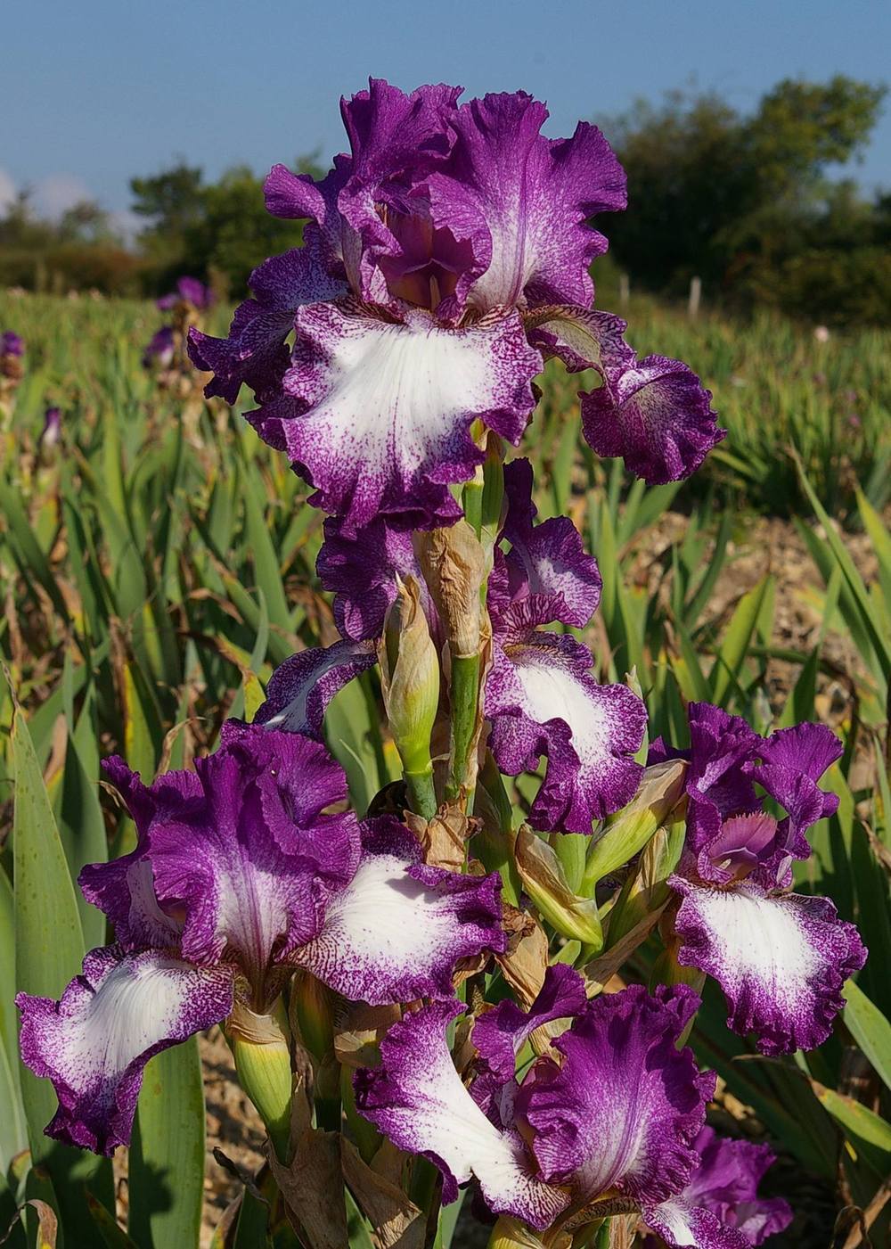 Photo of Tall Bearded Iris (Iris 'Mariposa Autumn') uploaded by Misawa77