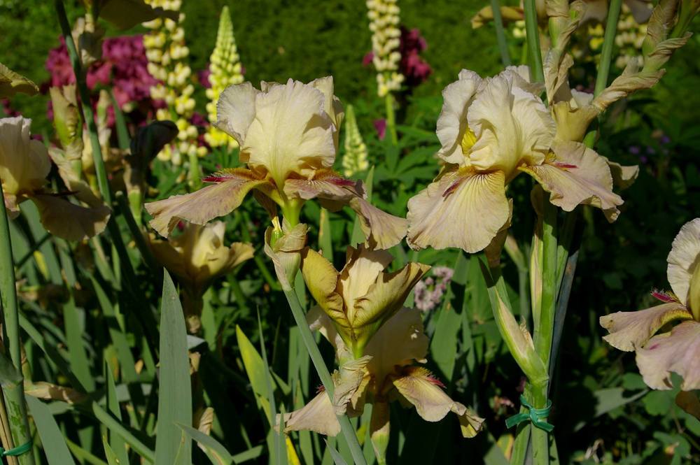 Photo of Tall Bearded Iris (Iris 'Thornbird') uploaded by Misawa77