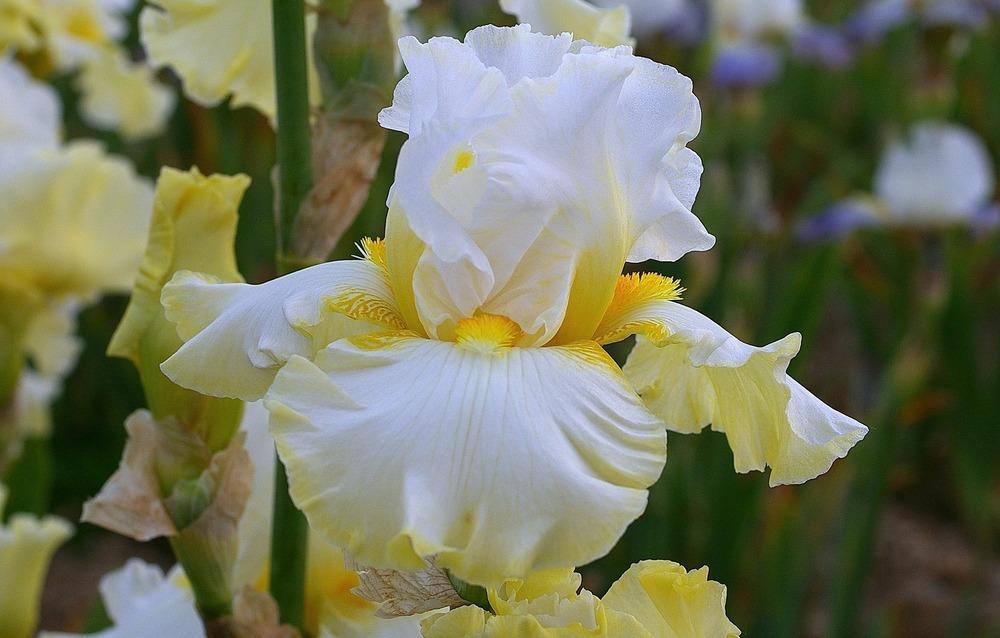 Photo of Tall Bearded Iris (Iris 'Domaine de Courson') uploaded by Misawa77
