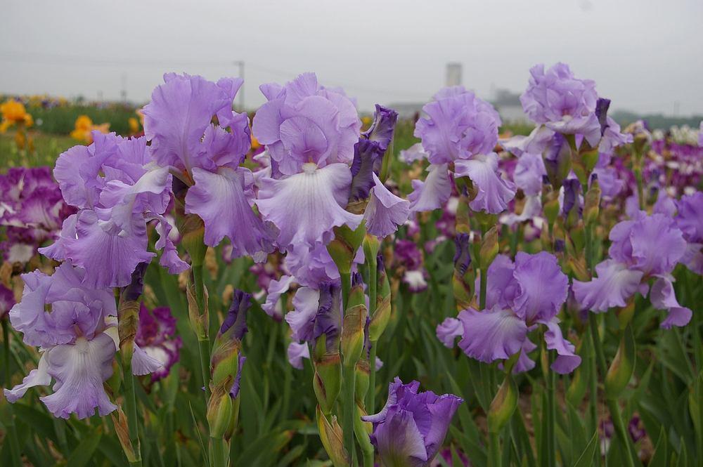 Photo of Tall Bearded Iris (Iris 'Mary Frances') uploaded by Misawa77