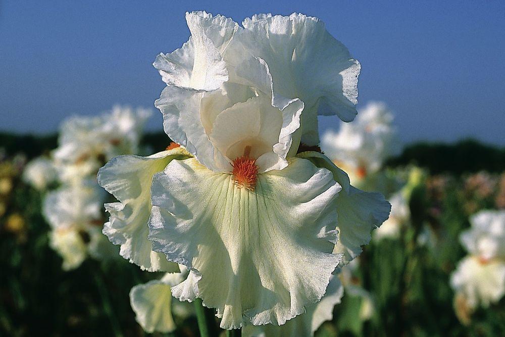 Photo of Tall Bearded Iris (Iris 'Lark Ascending') uploaded by Misawa77