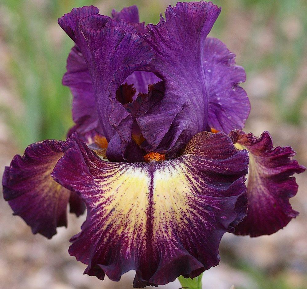 Photo of Tall Bearded Iris (Iris 'Out of the Dark') uploaded by Misawa77