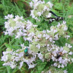 Location: Lucketts, Loudoun County, Virginia
Date: 2014-07-17
Flower head hosting selection of pollenators