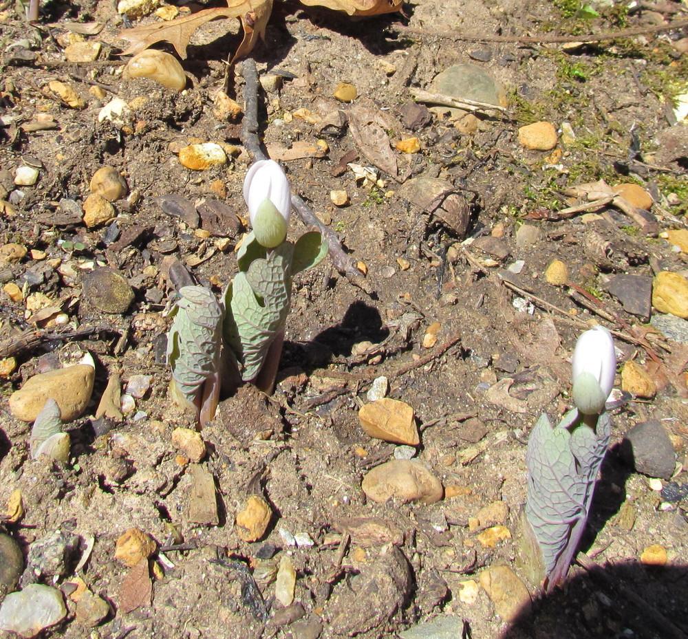 Photo of Bloodroot (Sanguinaria canadensis) uploaded by greenthumb99