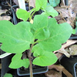 Location: Lucketts, Loudoun County, Virginia
Date: 2013-05-13
Seedling displaying one of many leaf forms.