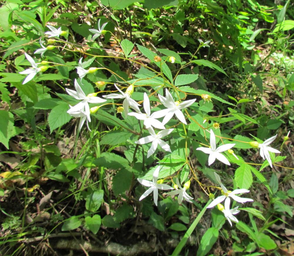 Photo of Bowman's Root (Gillenia trifoliata) uploaded by greenthumb99