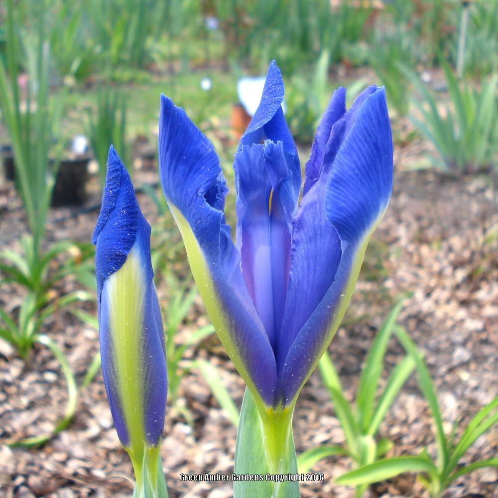 Photo of Dutch Iris (Iris x hollandica) uploaded by lovemyhouse
