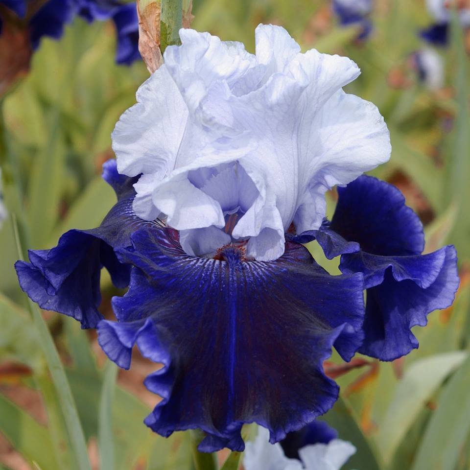 Photo of Tall Bearded Iris (Iris 'World Premier') uploaded by Misawa77