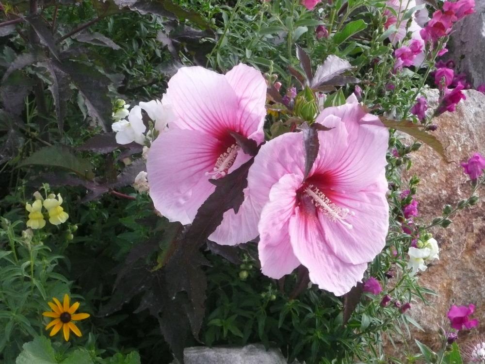 Photo of Hybrid Hardy Hibiscus (Hibiscus 'Kopper King') uploaded by MyRee