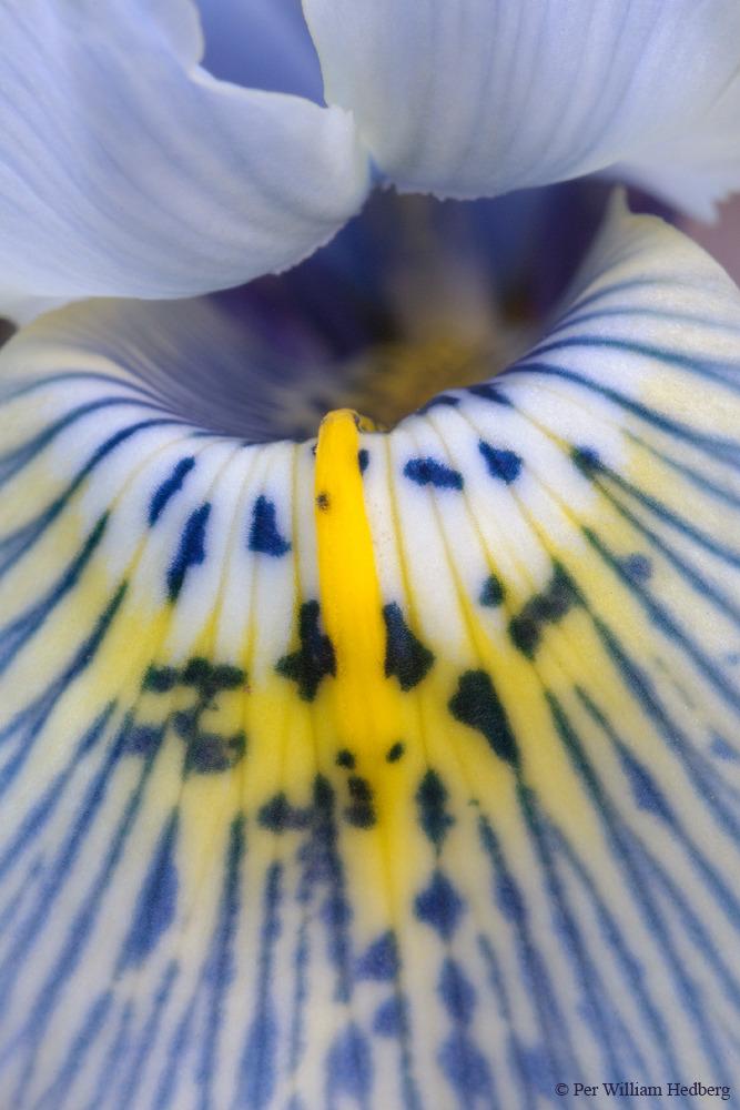 Photo of Reticulated Iris (Iris 'Katharine Hodgkin') uploaded by William
