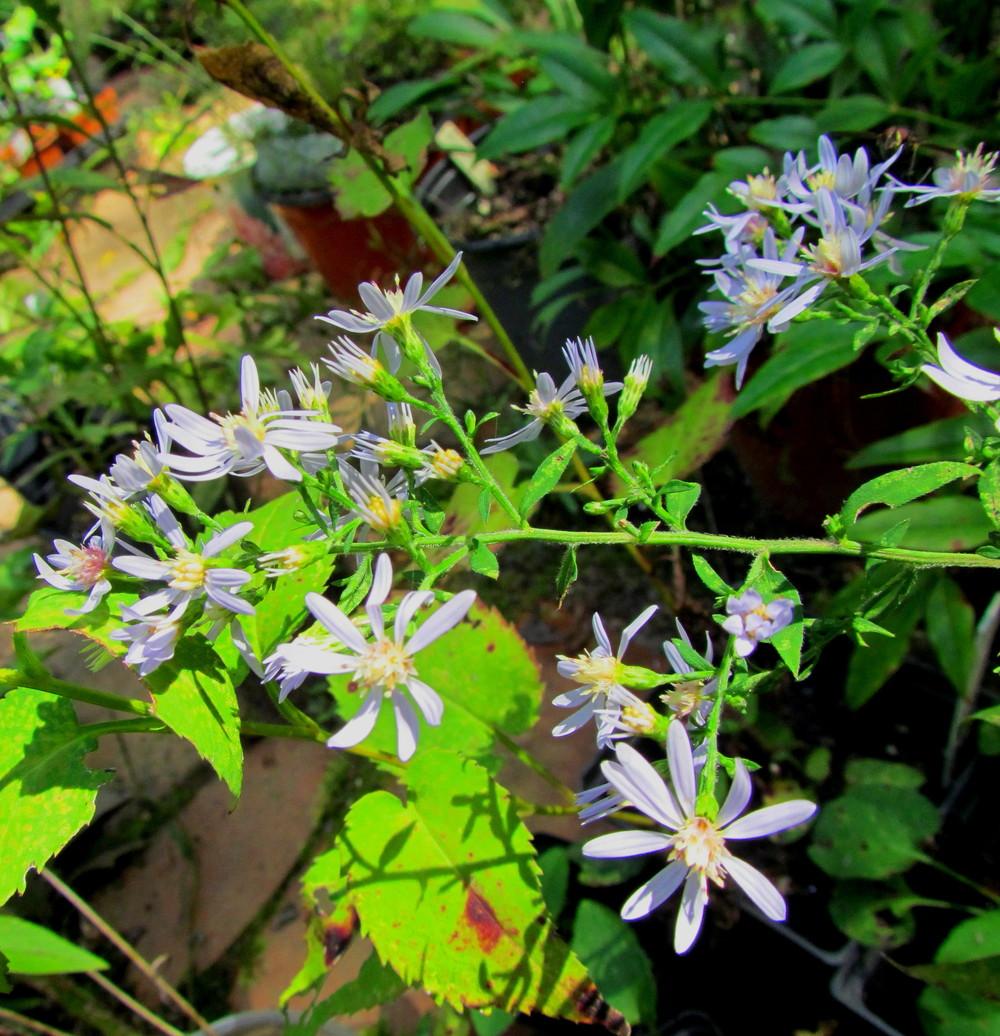 Photo of Common Blue Wood Aster (Symphyotrichum cordifolium) uploaded by greenthumb99