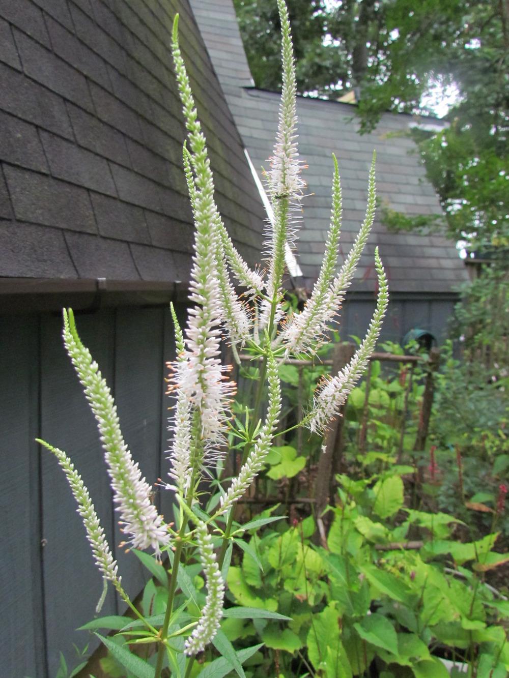 Photo of Culver's Root (Veronicastrum virginicum) uploaded by greenthumb99