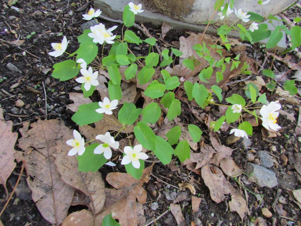 Photo of Rue Anemone (Thalictrum thalictroides) uploaded by greenthumb99