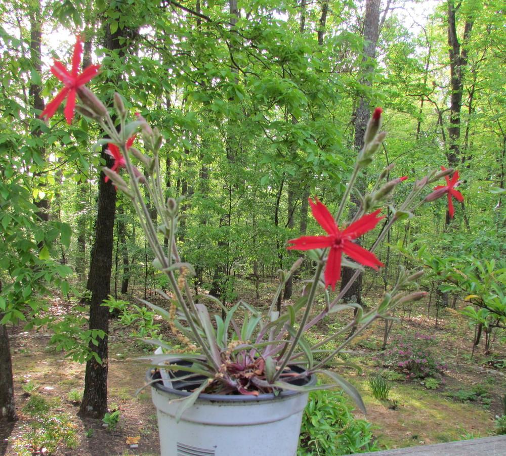 Photo of Fire Pink (Silene virginica) uploaded by greenthumb99