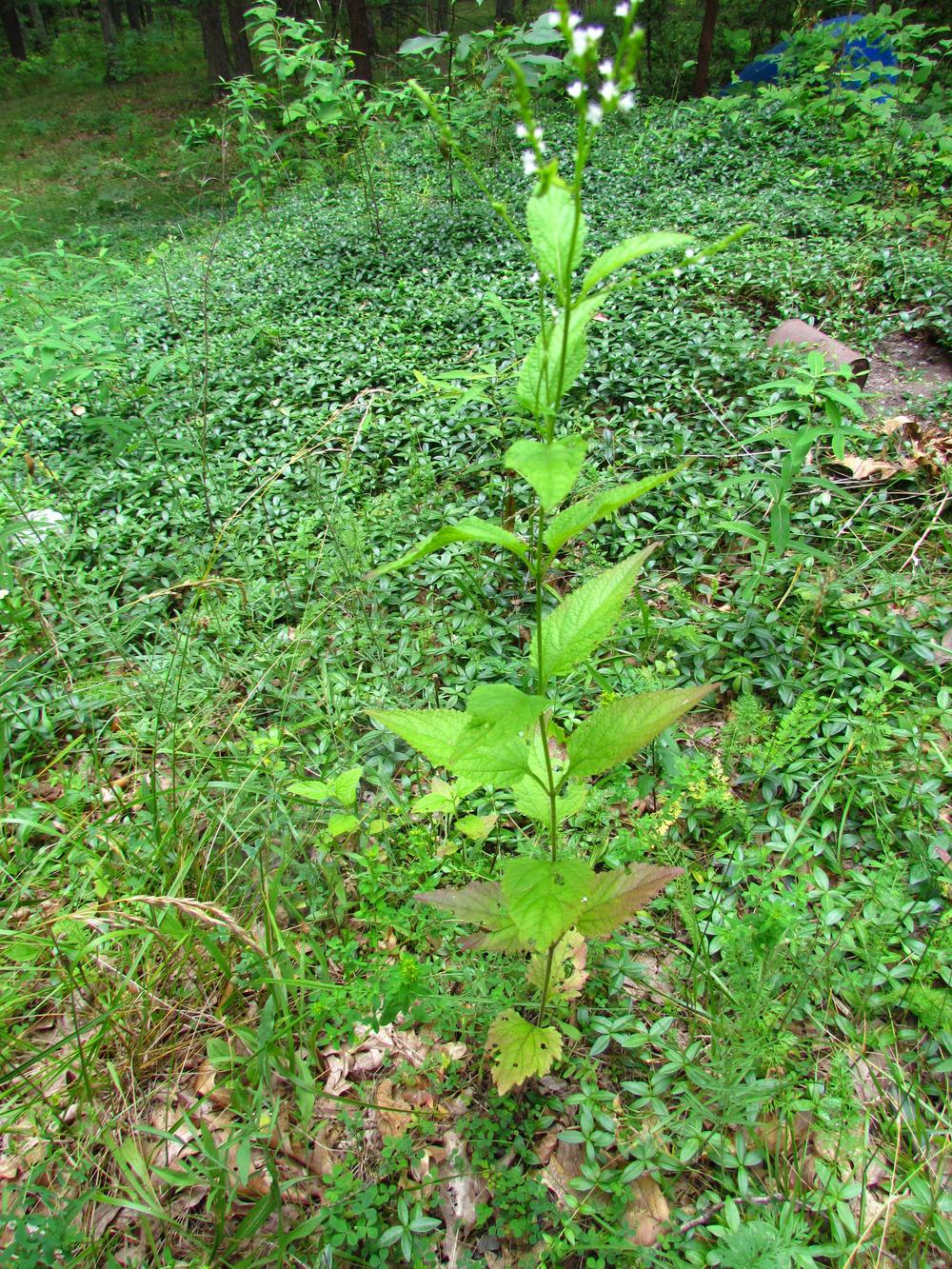 Photo of White Verbena (Verbena urticifolia) uploaded by greenthumb99