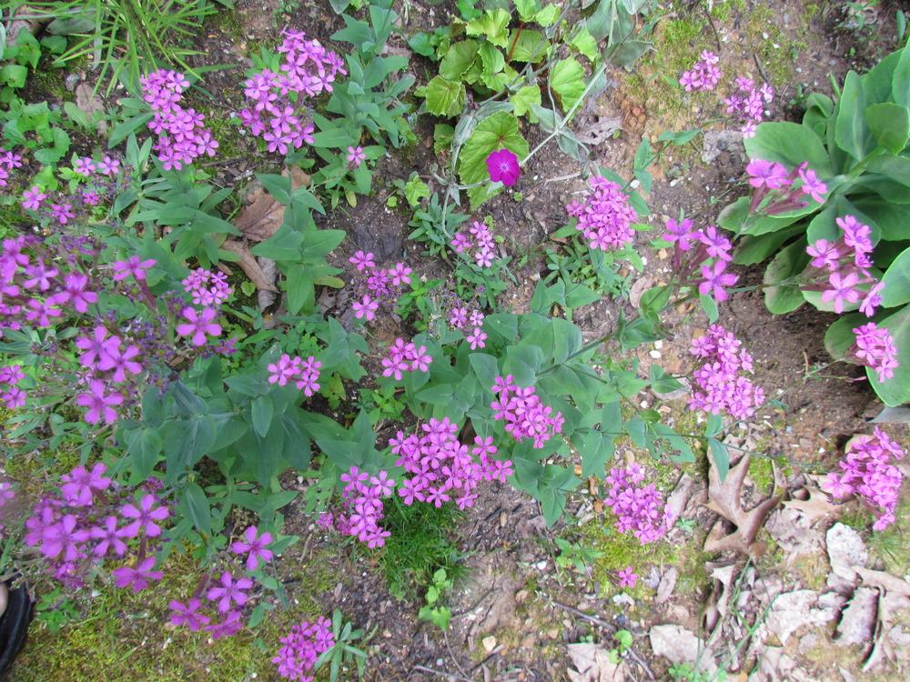 Photo of Garden Catchfly (Silene rubella subsp. rubella) uploaded by greenthumb99
