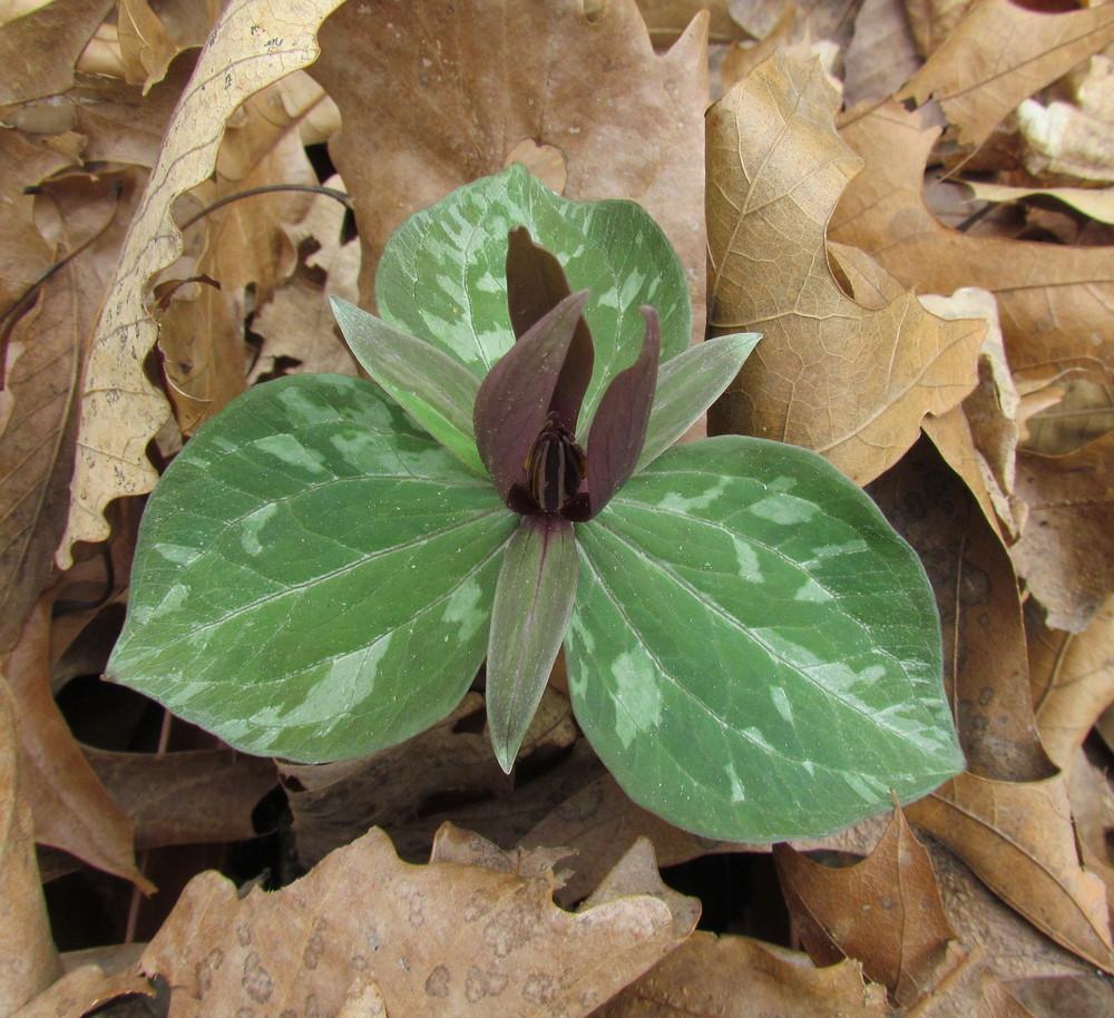 Photo of Sessile Trillium (Trillium sessile) uploaded by greenthumb99