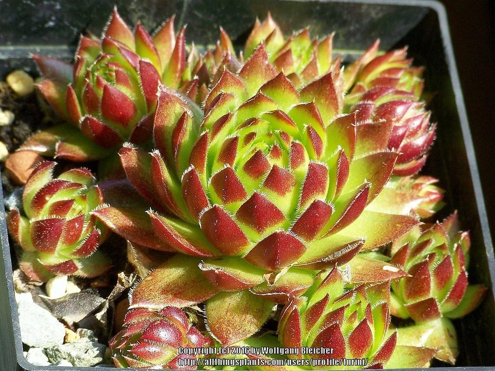 Photo of Hen and Chicks (Sempervivum globiferum 'Sweet Lime Girl') uploaded by turini