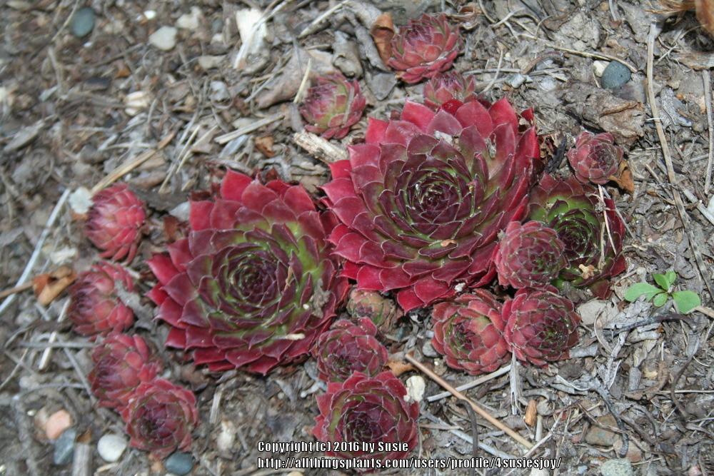 Photo of Hen and Chicks (Sempervivum 'Max Frei') uploaded by 4susiesjoy