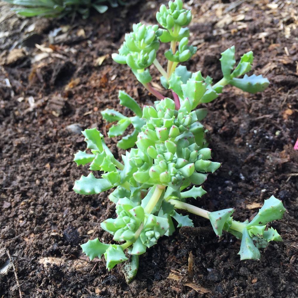 Photo of Pink Ice Plant (Oscularia deltoides) uploaded by HamiltonSquare