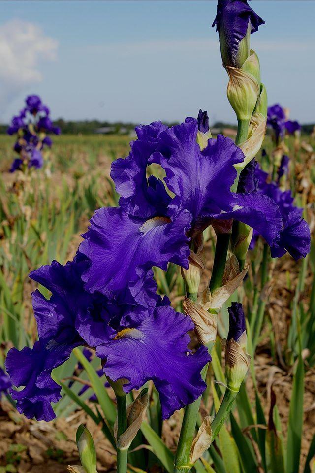 Photo of Tall Bearded Iris (Iris 'Blue Suede Shoes') uploaded by Misawa77