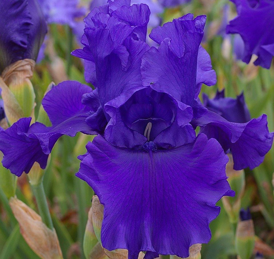 Photo of Tall Bearded Iris (Iris 'Devil's Lake') uploaded by Misawa77