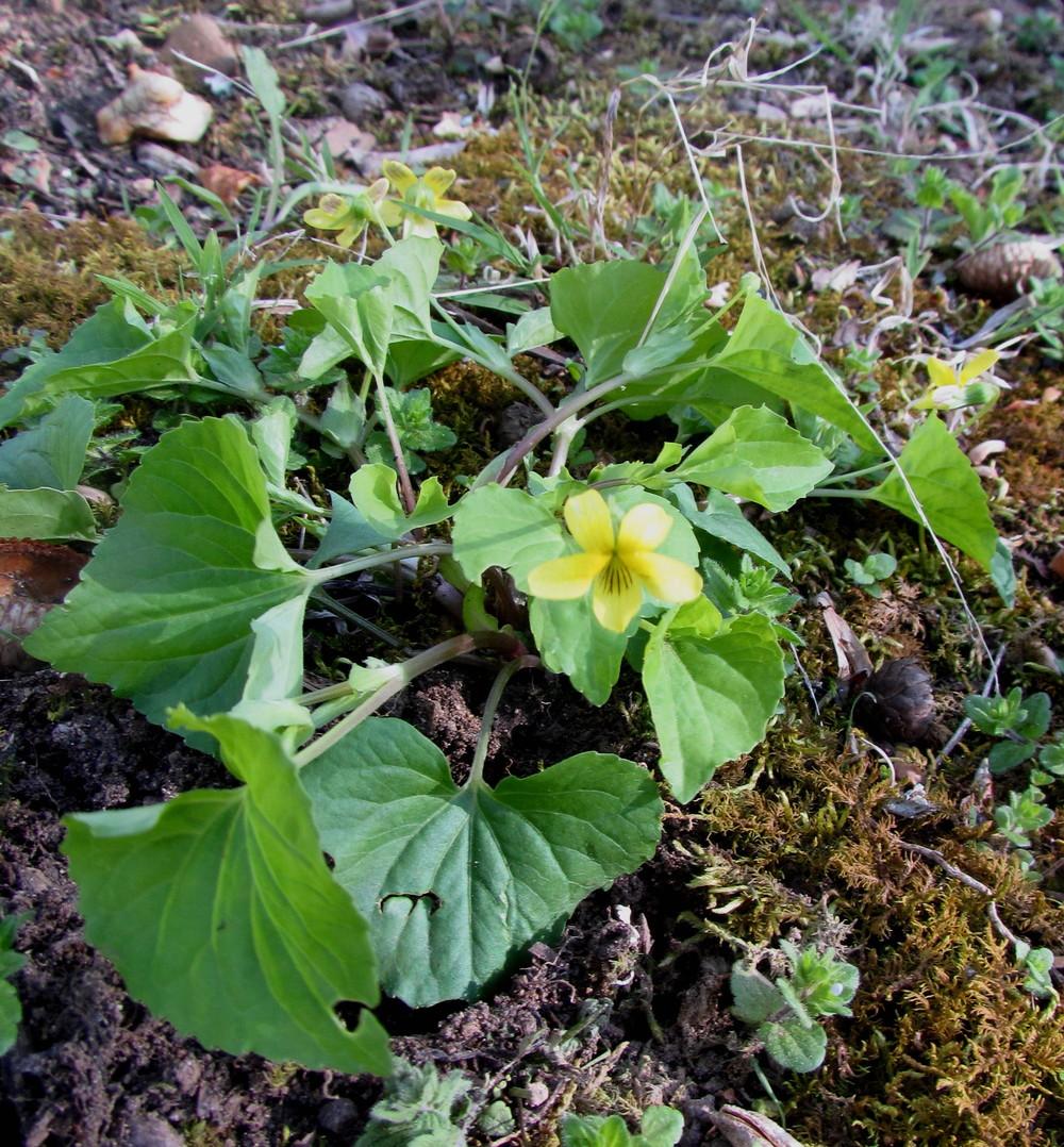 Photo of Downy yellow violet (Viola pubescens var. scabriuscula) uploaded by greenthumb99