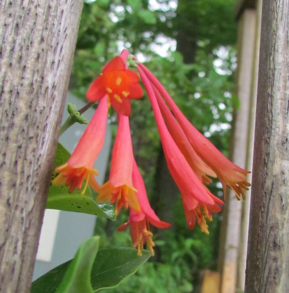 Photo of Coral Honeysuckle (Lonicera sempervirens) uploaded by greenthumb99