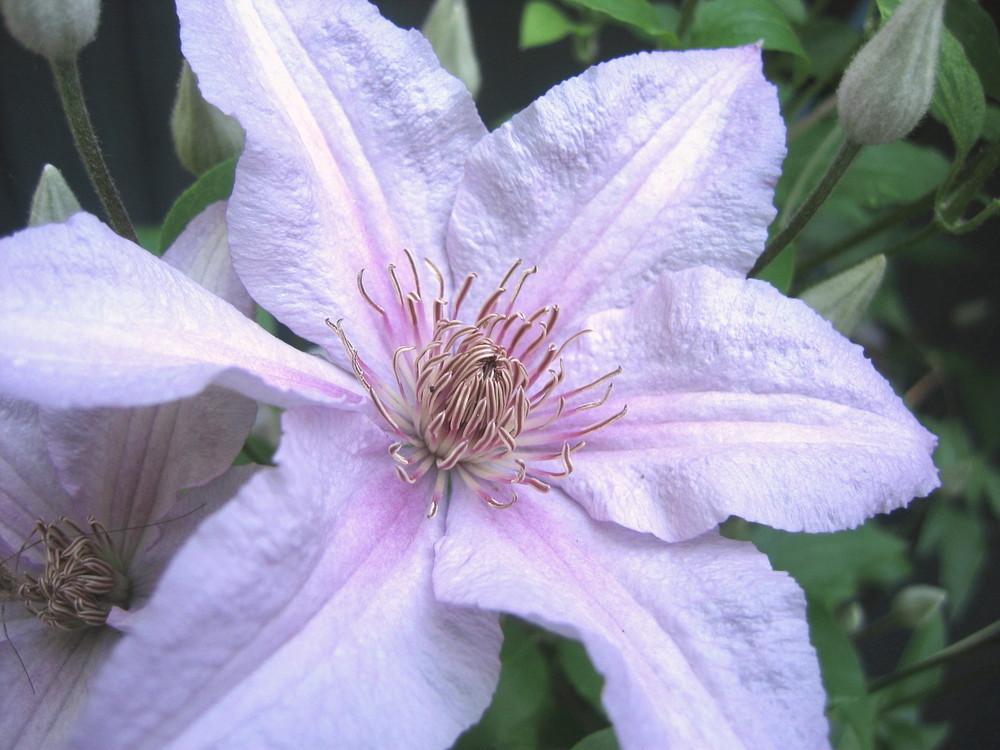 Photo of Clematis 'Dr. Ruppel' uploaded by greenthumb99