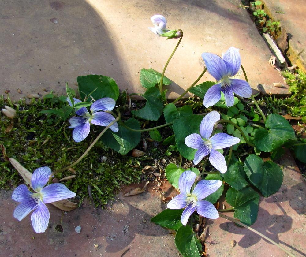 Photo of Blue Marsh Violet (Viola cucullata) uploaded by greenthumb99