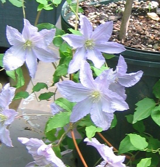 Photo of Clematis Blue Angel uploaded by greenthumb99